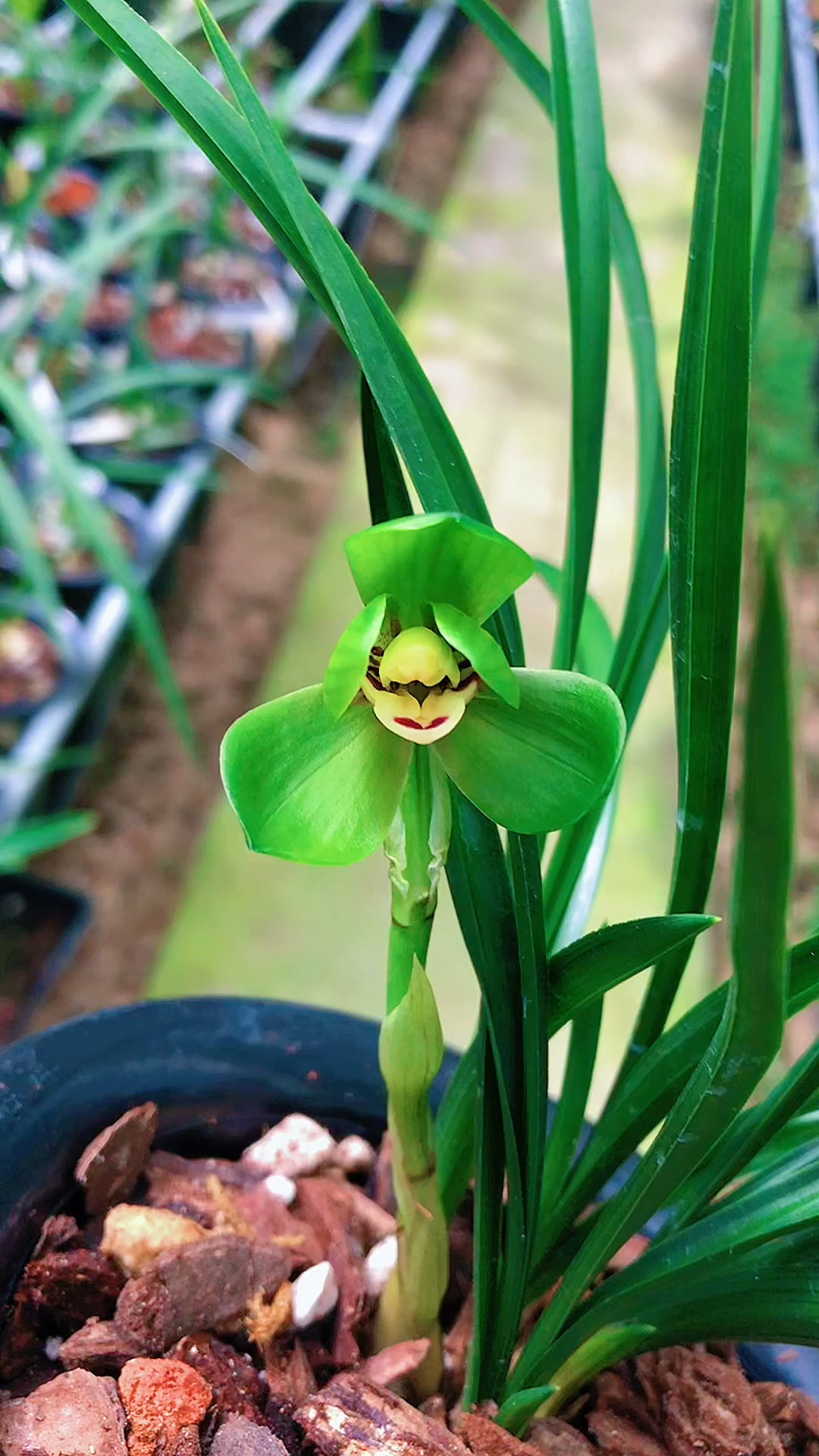 春兰环球荷鼎,在南靖本地完美绽放,现在都花苞哦