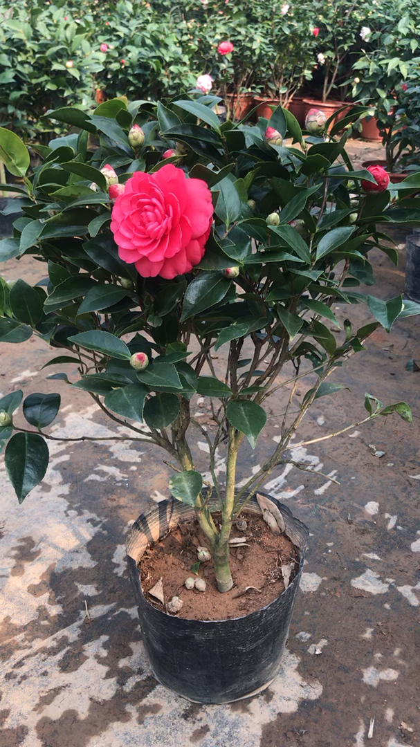 茶花#红赤丹茶花,上面花苞满满,红色花朵,很漂亮