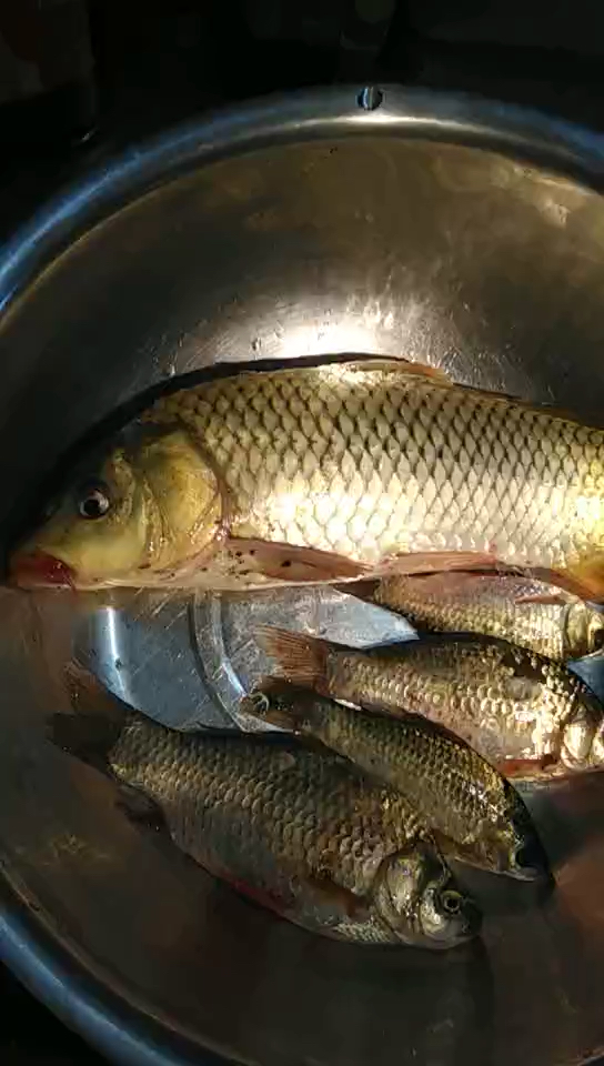 正宗黄河大鲤鱼