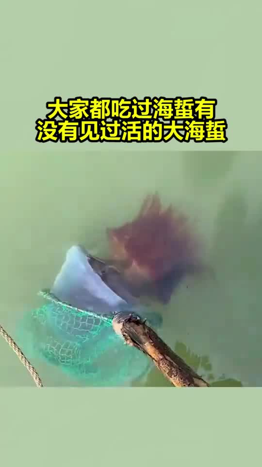 我要上热门大家都吃过海蜇有没有见过活的大海蜇