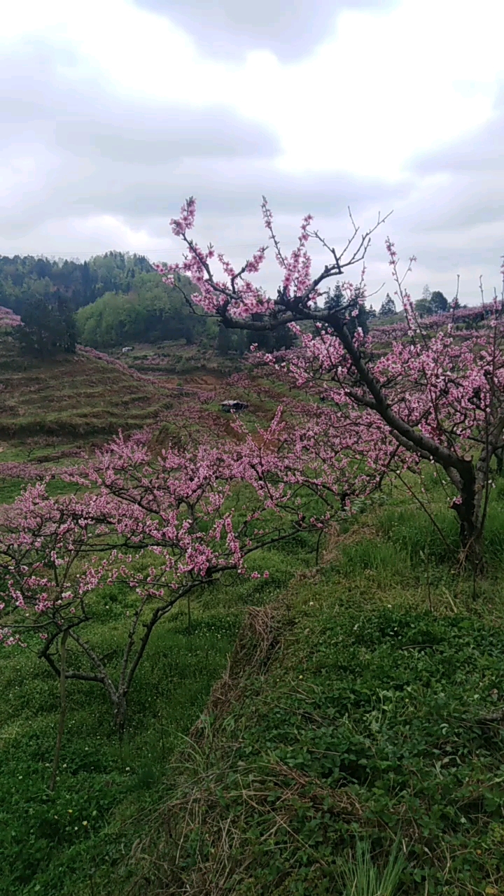 百亩桃园都是村民的劳动果实
