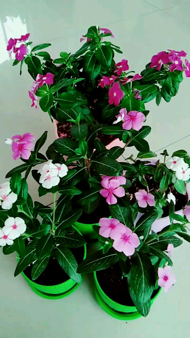 四季梅也叫天天开,养在家里喜庆