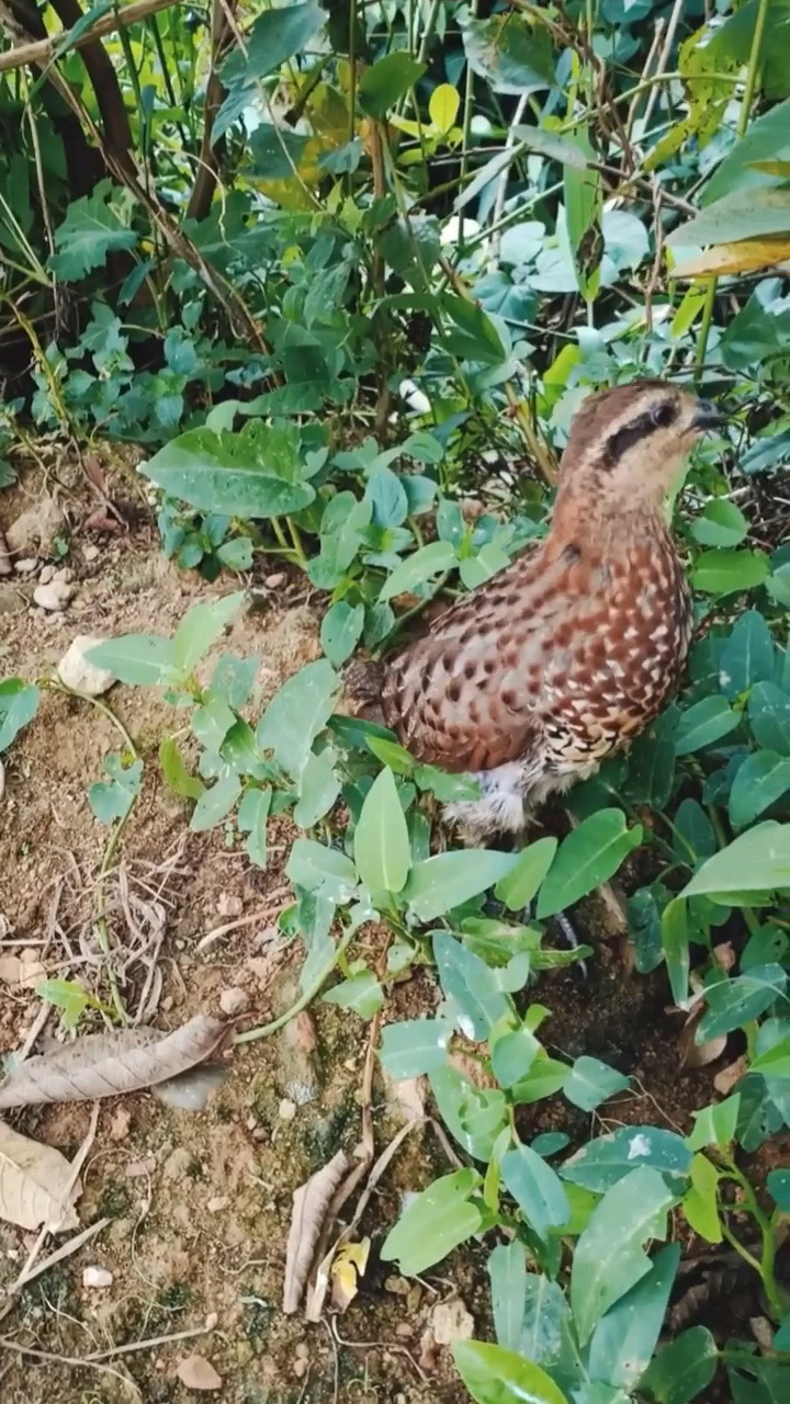 正在转喉的竹鸡,叫声不清脆