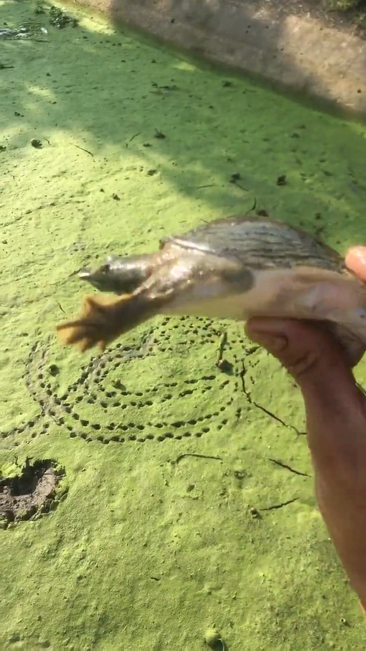 甲鱼的脚印,来看这里就有一个