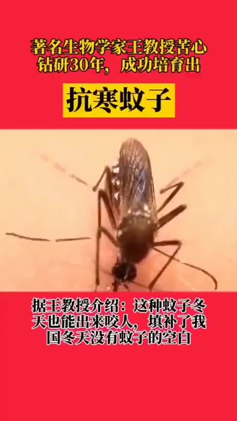抗寒蚊子,王教授:这种蚊子冬天也能出来咬人,弥补了我国冬天没有蚊子