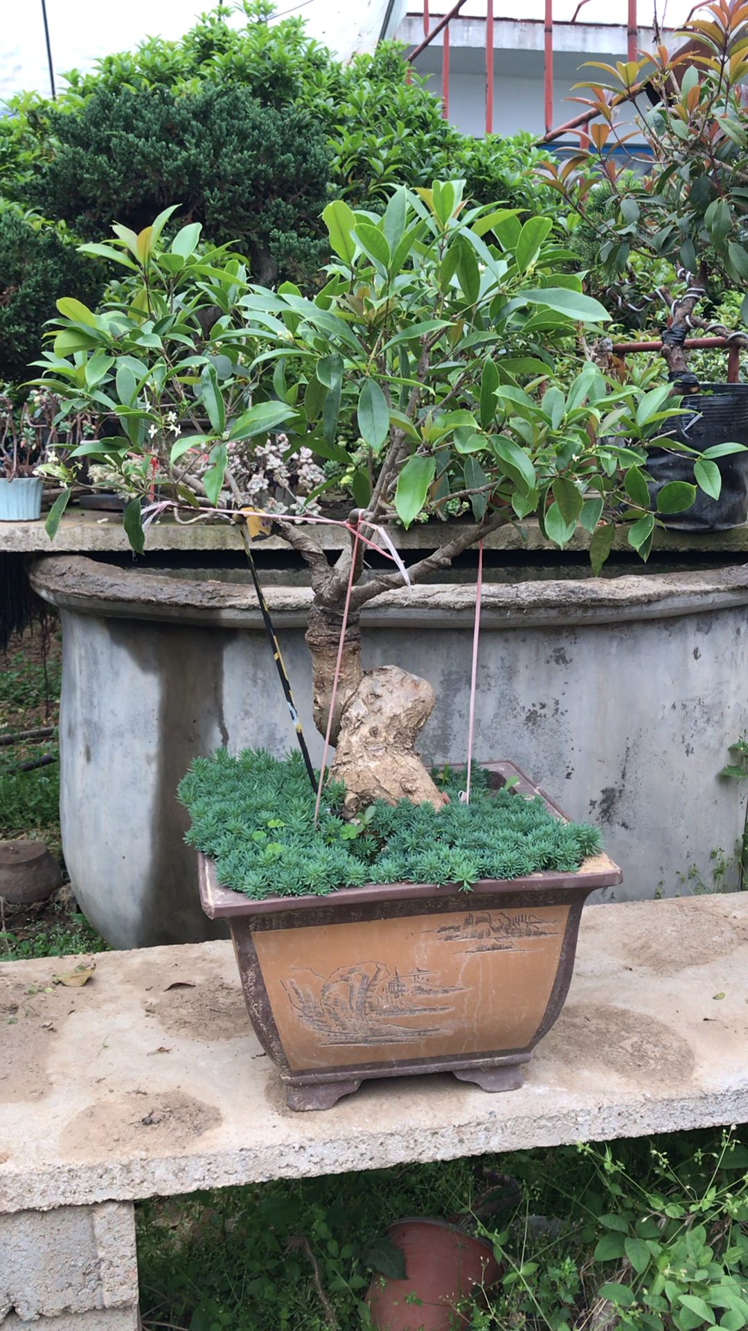 我的小花园#老月桂形态盆景