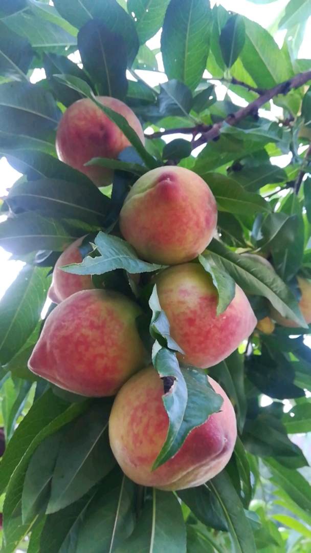 全民欢乐水果趴#又到桃李飘香时