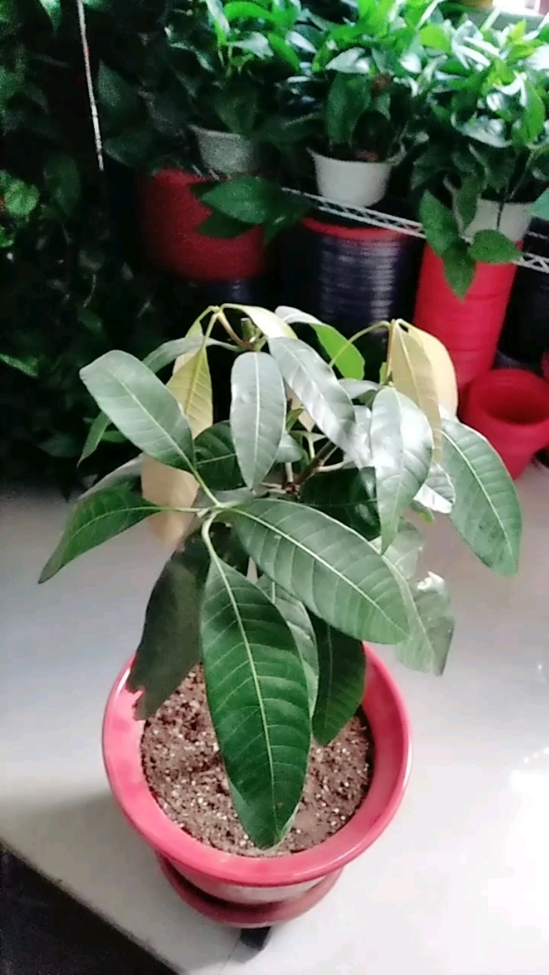 北方养的盆栽芒果.养了三年了.