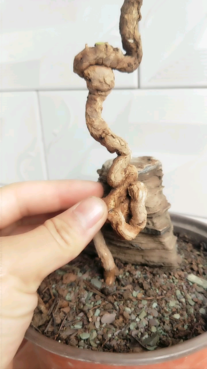 精品根艺扭曲的小精品枸杞盆景一棵!感谢大哥观看!喜欢的双击加关注!