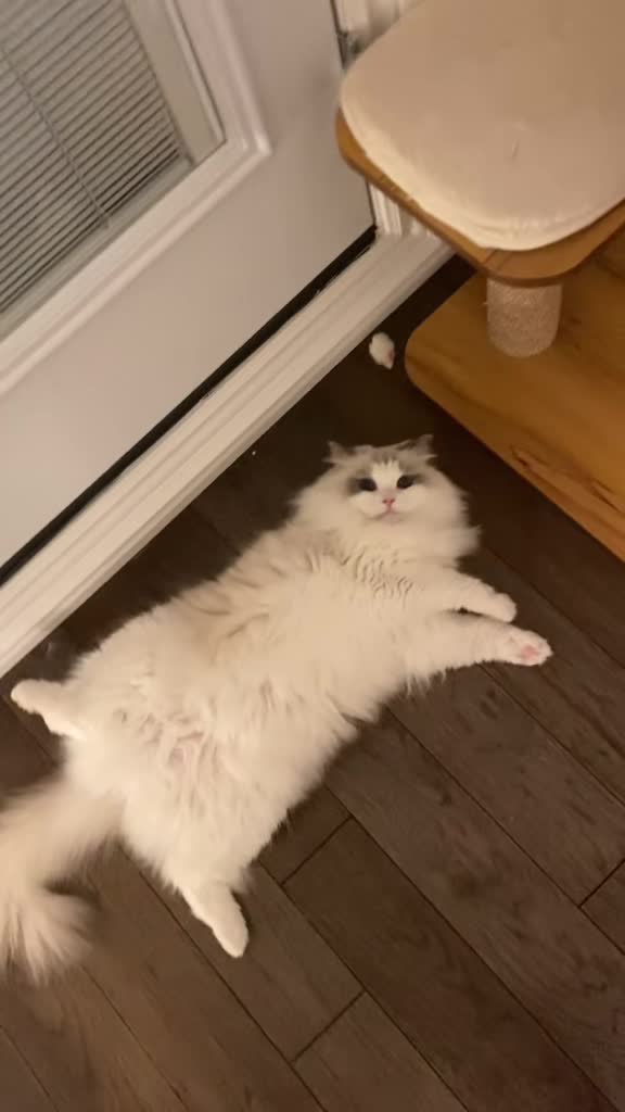 萌宠#吴kiwi是一只布偶发了一个短视频,你尽管点开,不好看算我输峡谷