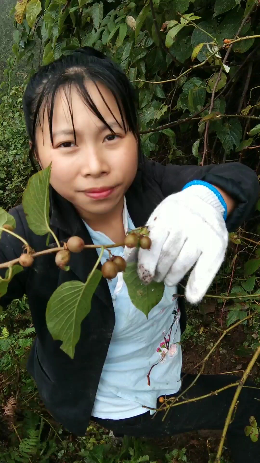 山里采摘野生小叶猕猴桃很小很好吃