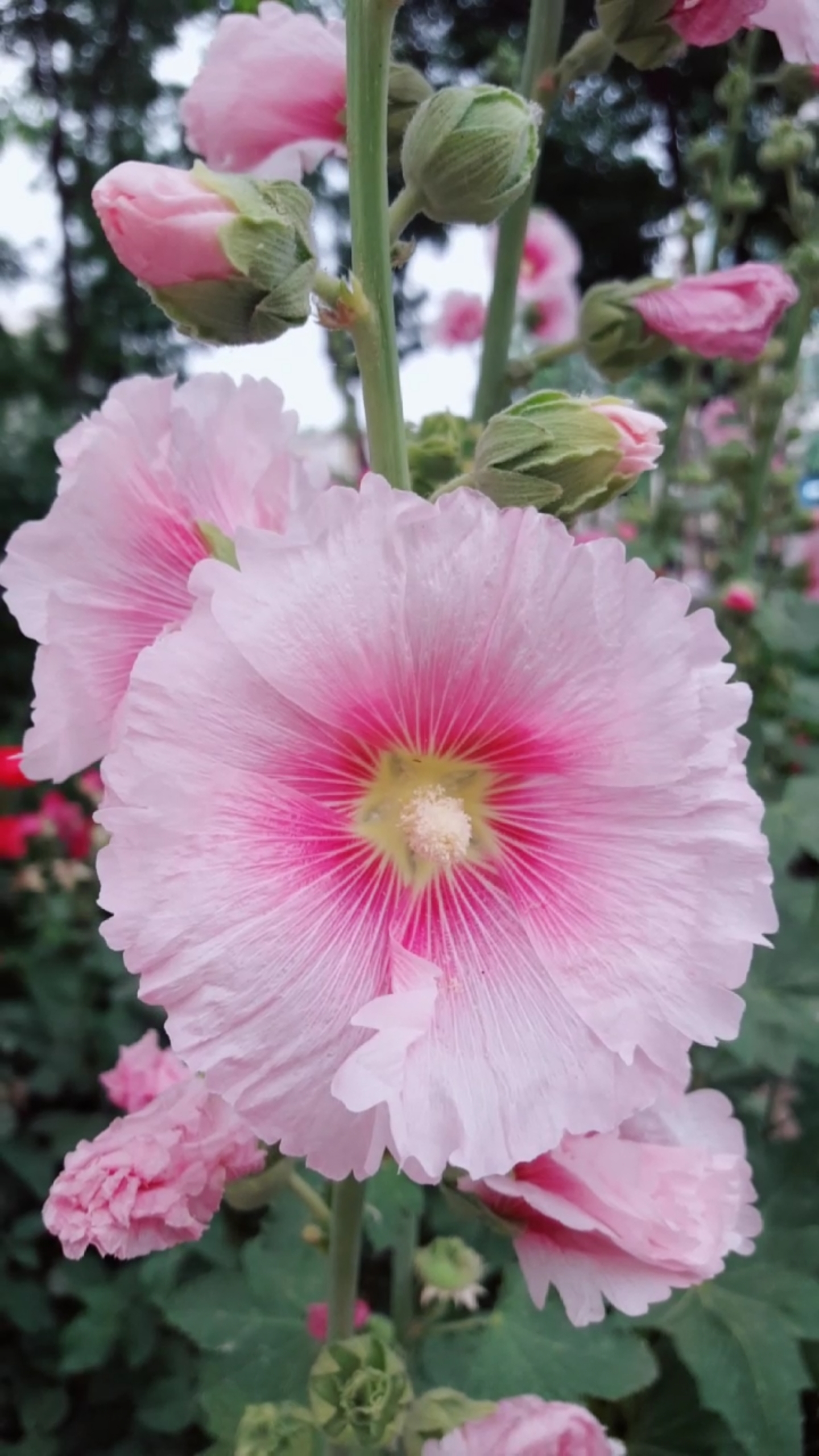 我要上热门#淡雅漂亮的粉色蜀葵花