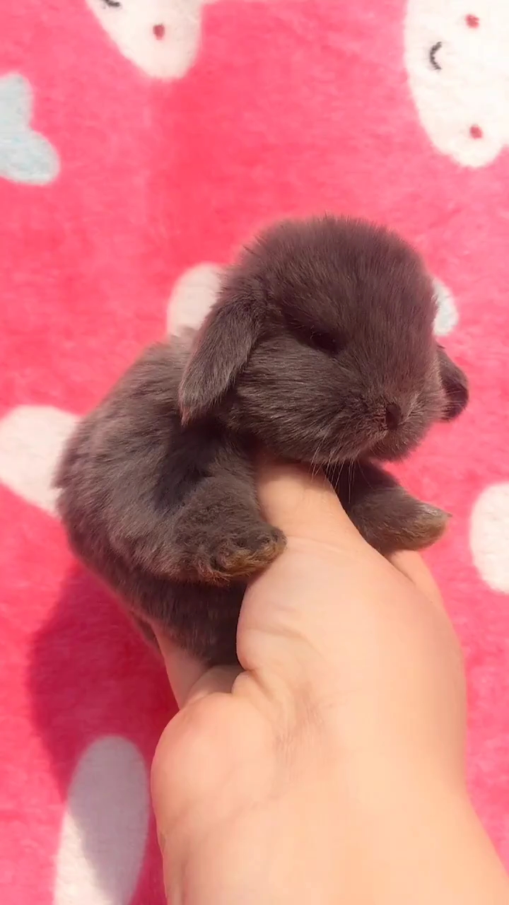 萌萌的趴耳兔兔