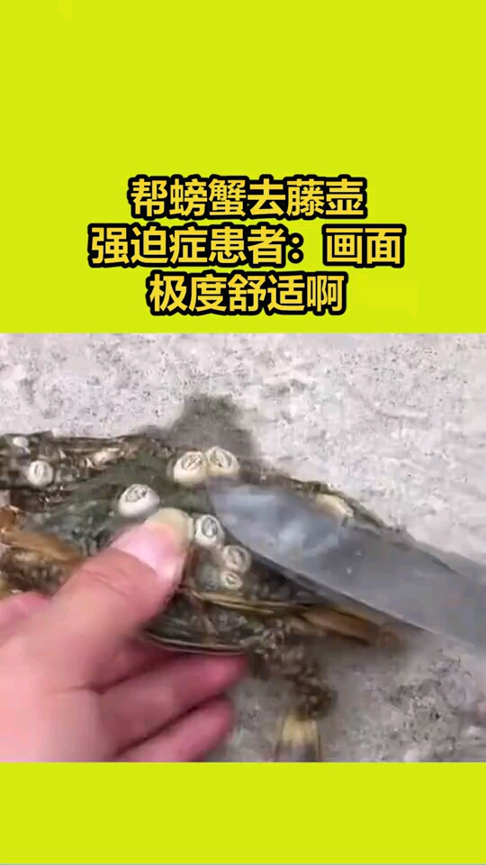 螃蟹身上都是藤壶一定很疼吧