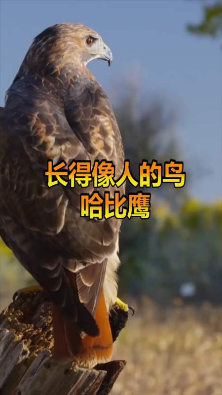 奇趣#长得很像人的一种鸟,侧面是男神,正面是憨憨!