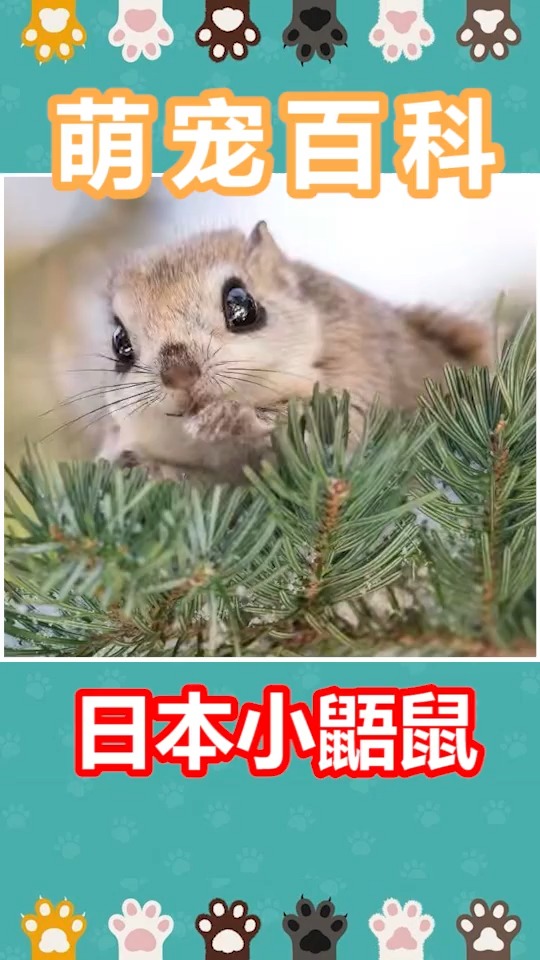 动物世界#一双不灵不灵的大眼萌鼠,想来一只吗@#奇妙的动物#春节我