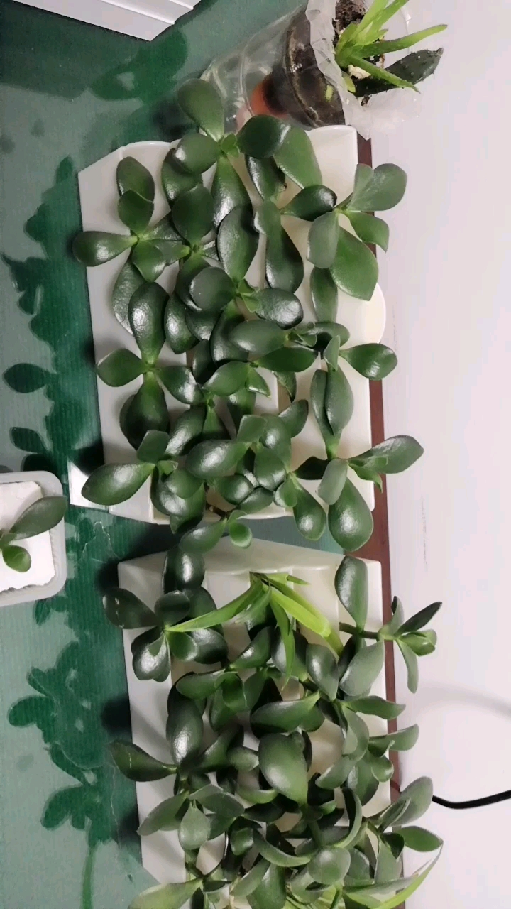 水培玉树,层次感强