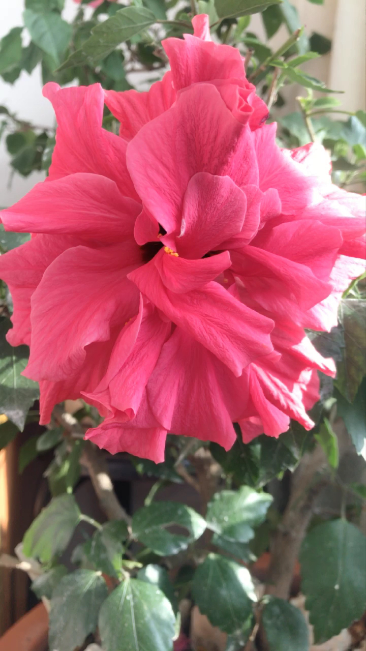 一天一朵扶桑牡丹花19.1.