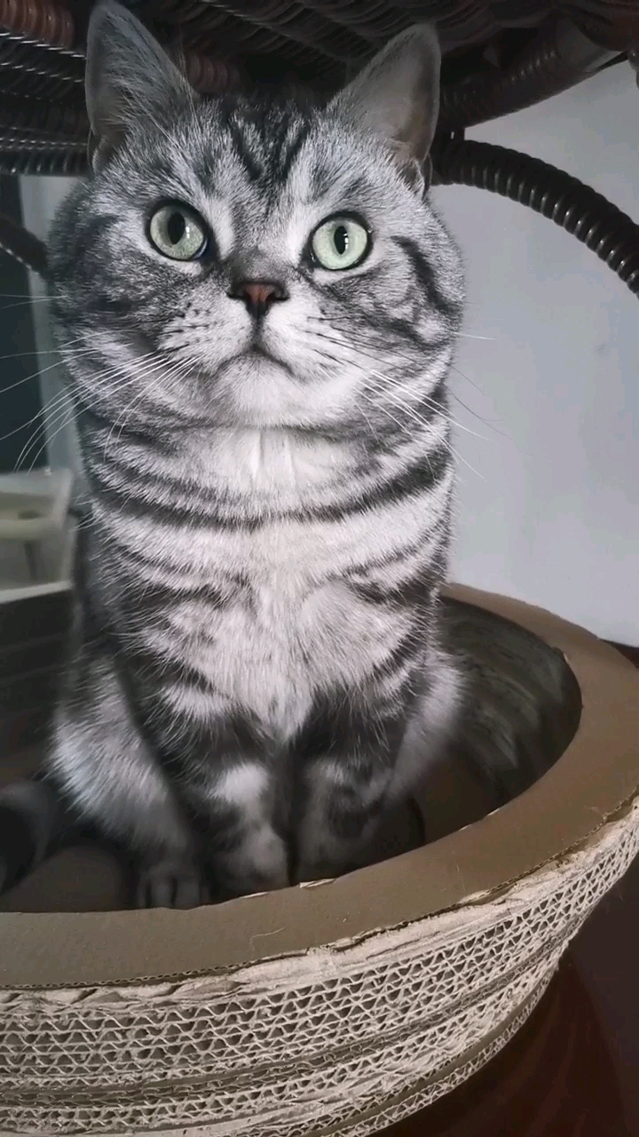 小眼神…瞧不起谁呢?