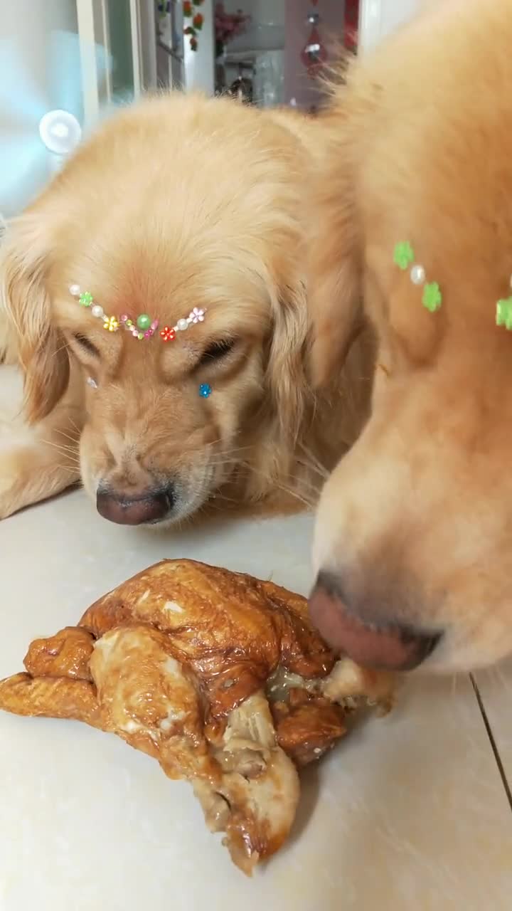 护食这一块,我谁都不服,就服这只金毛犬