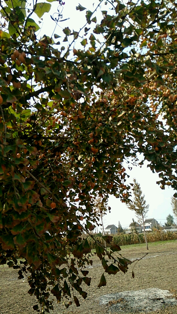 最爱之城#漂亮的百果树!