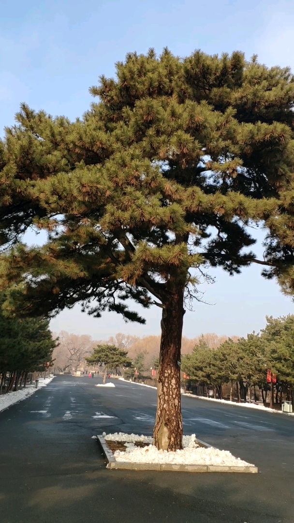 我的私藏景点#百年大松树