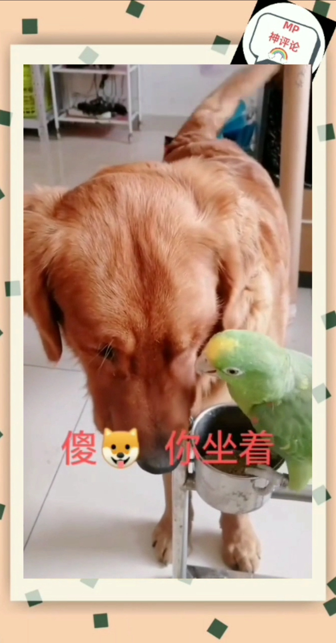 皇家翻译:傻狗,你坐这 多过分在这…不好吃…不 不肯走 走开 哎放开我