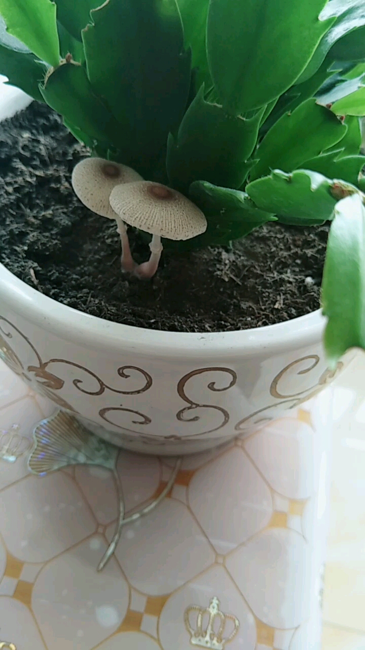 给个建议花盆里蘑菇能吃吗?