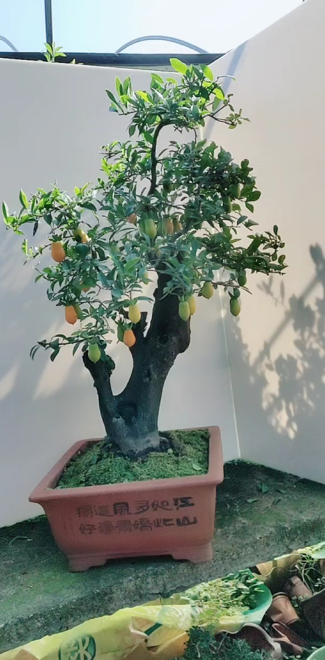 花生果金弹子盆景