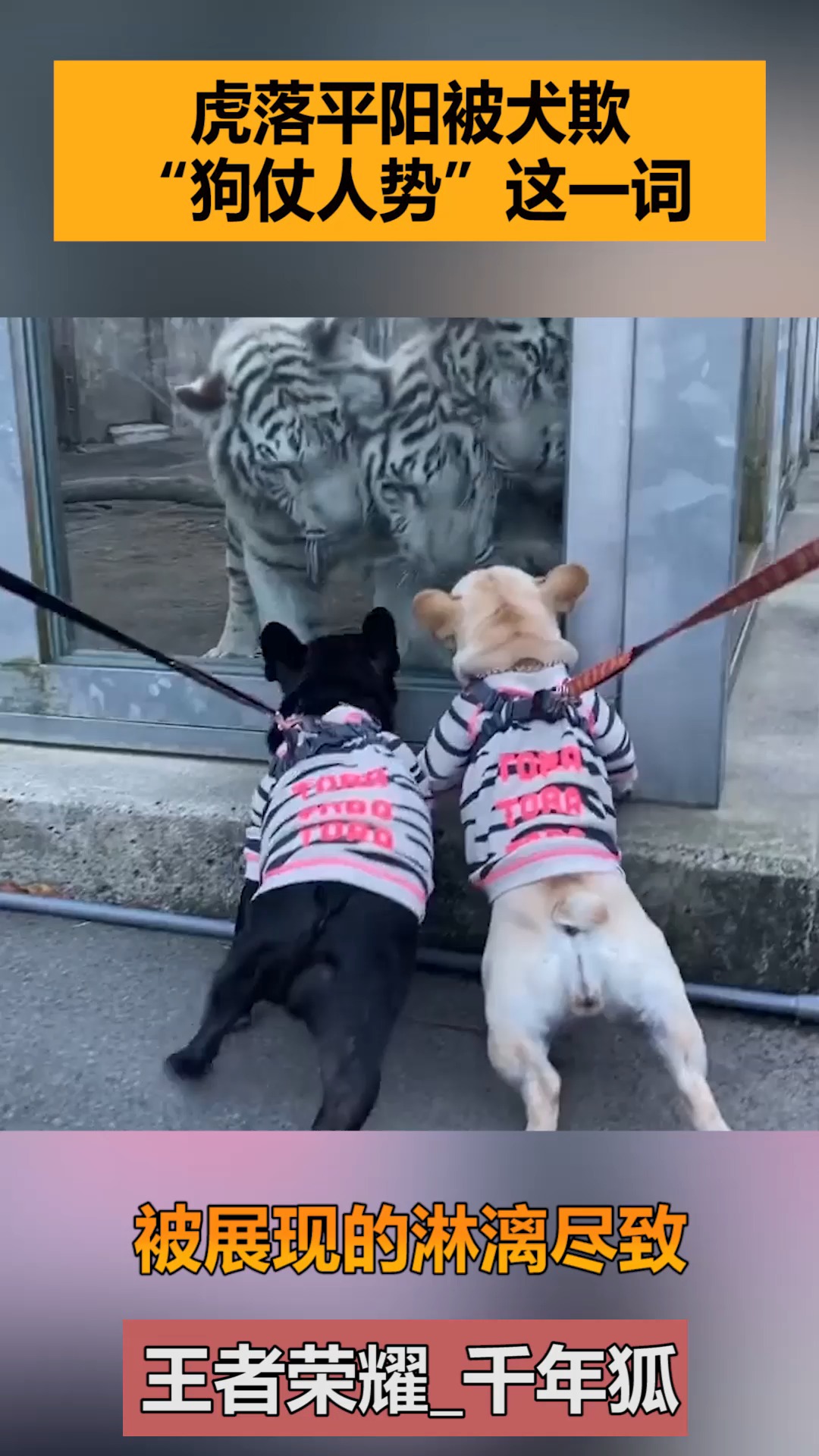 虎落平阳被犬欺,"狗仗人势"这一词,被展现的淋漓尽致!
