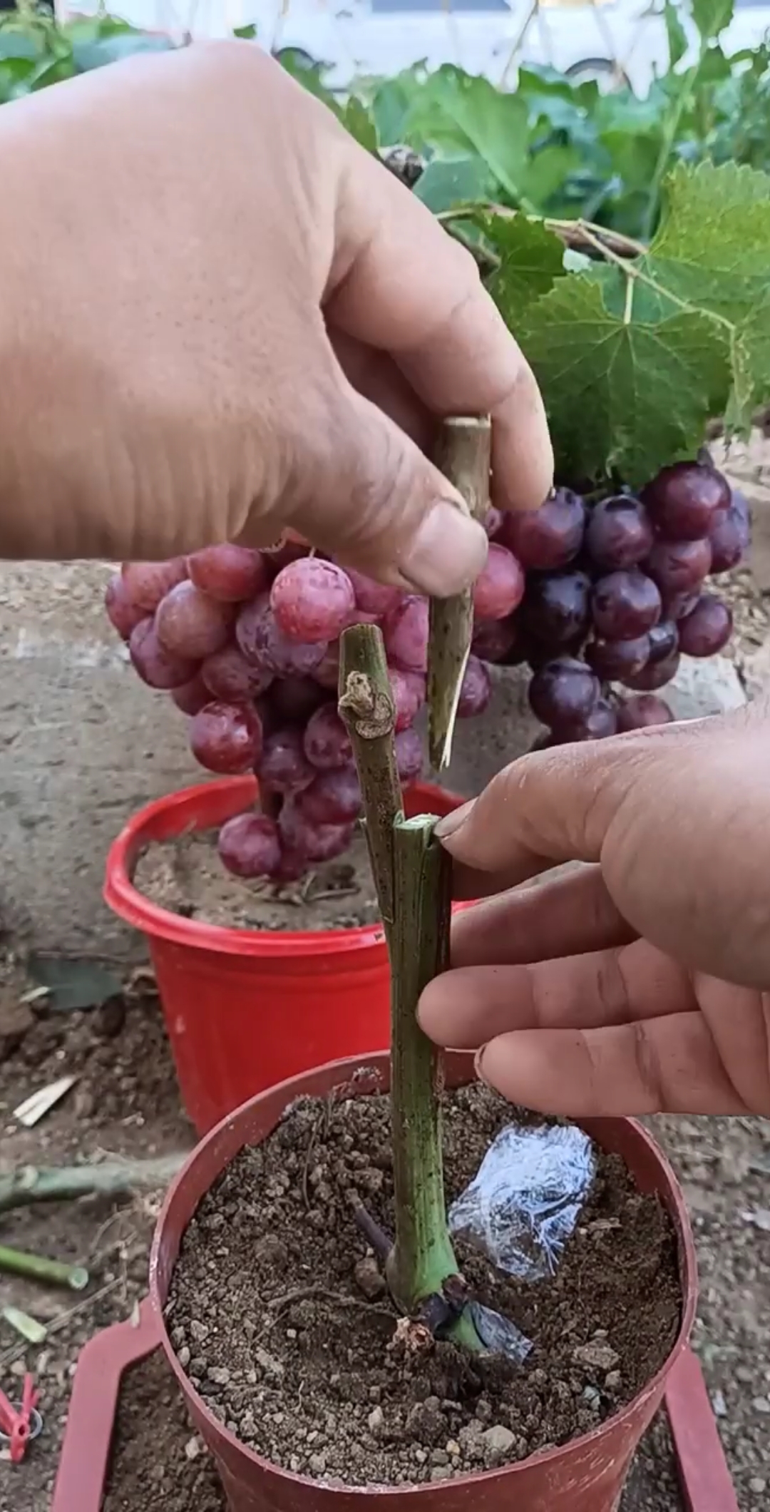 嫁接高手#嫁接一颗结两种葡萄技术,你看懂了吗?