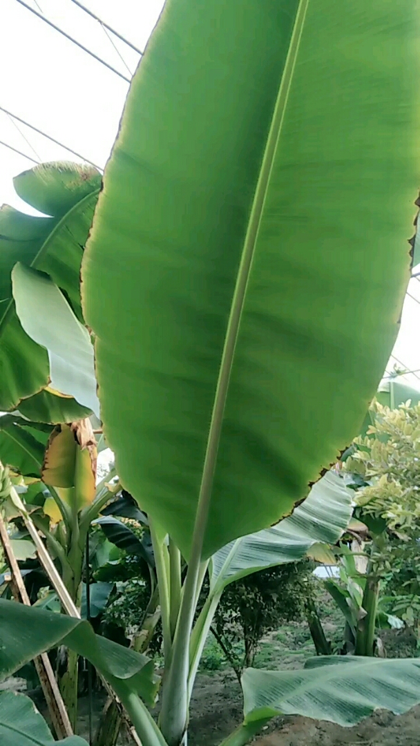 芭蕉扇,好大的叶子