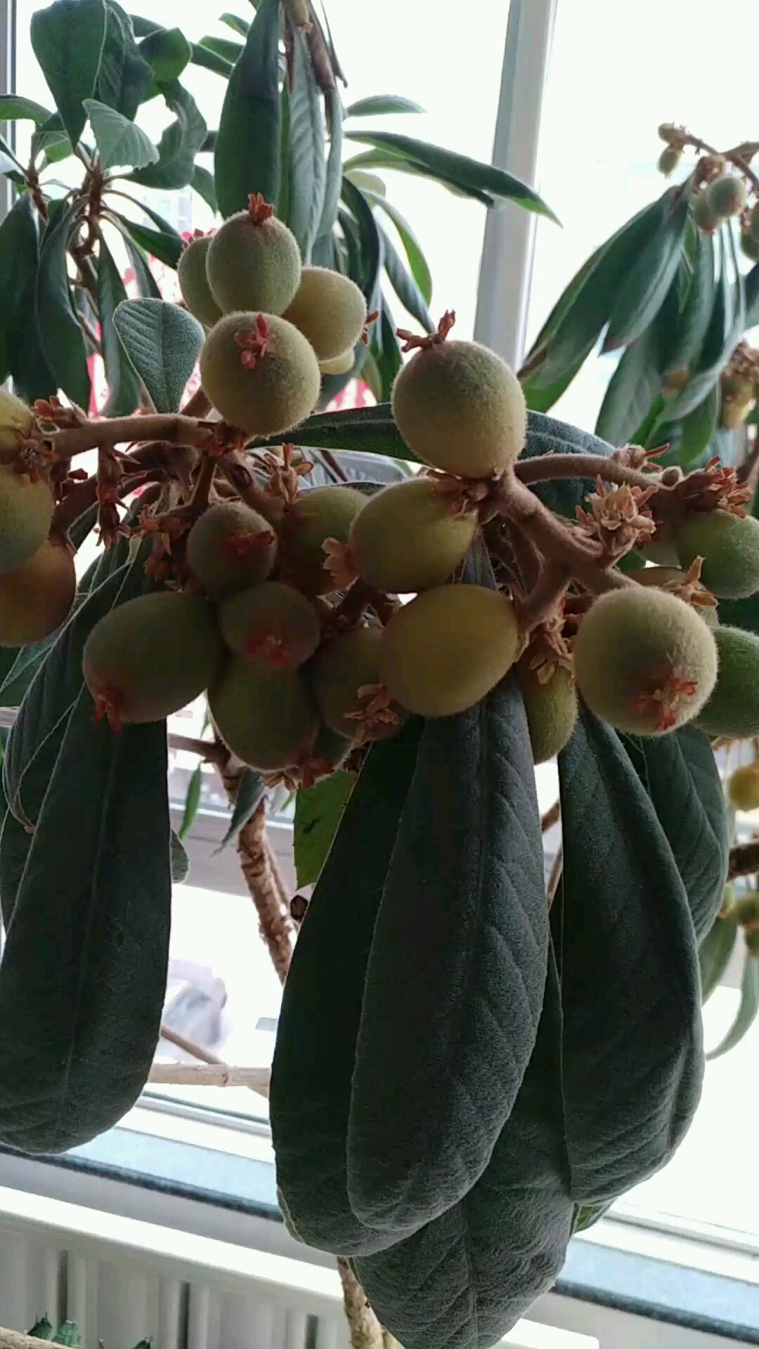 盆栽枇杷成熟了.每年过年果实累累挂满枝头!