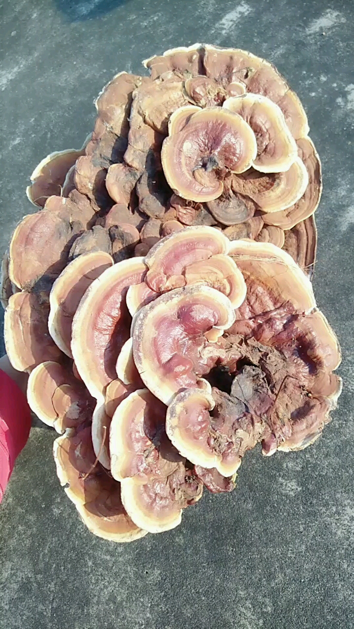 价值连城的巨大野生灵芝,为镇宅之宝,干品1.