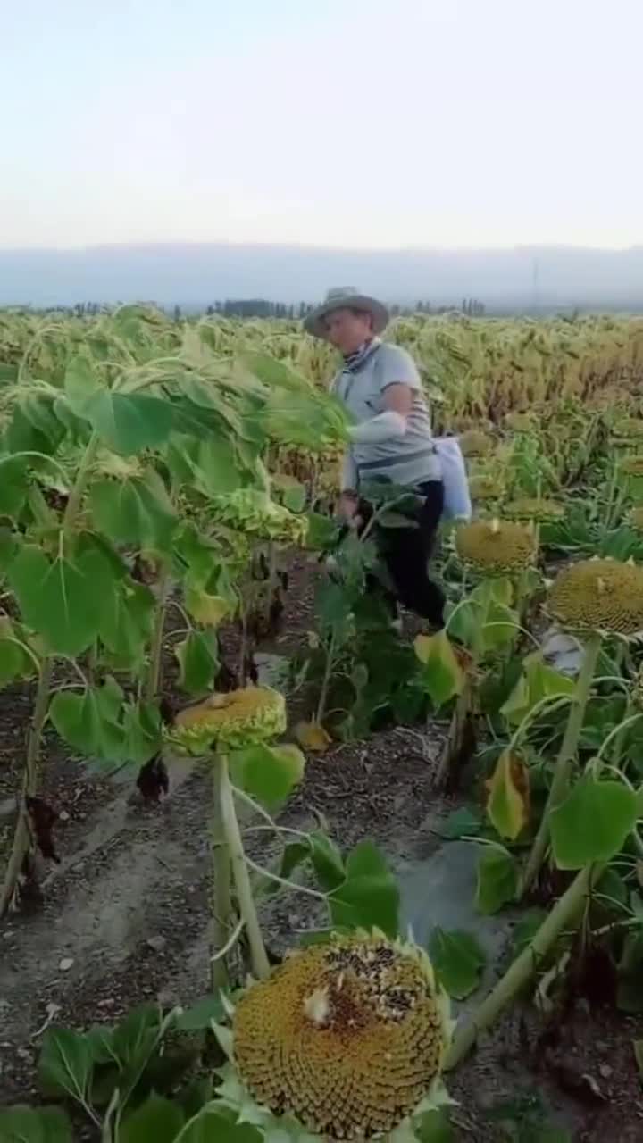 大哥摘向日葵的速度,也太快了,不得不服啊