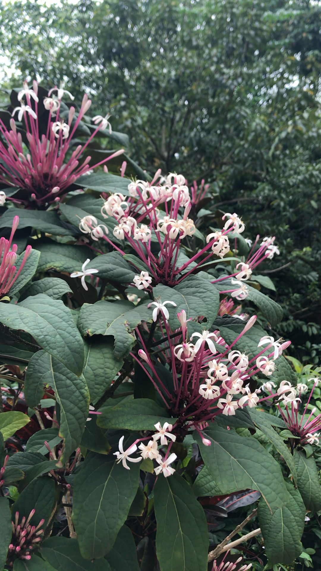 爱的魔力转圈圈#妖娆婀娜