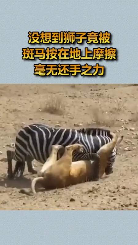 我要上热门#没想到狮子竟被斑马按在地上摩擦,毫无还手之力