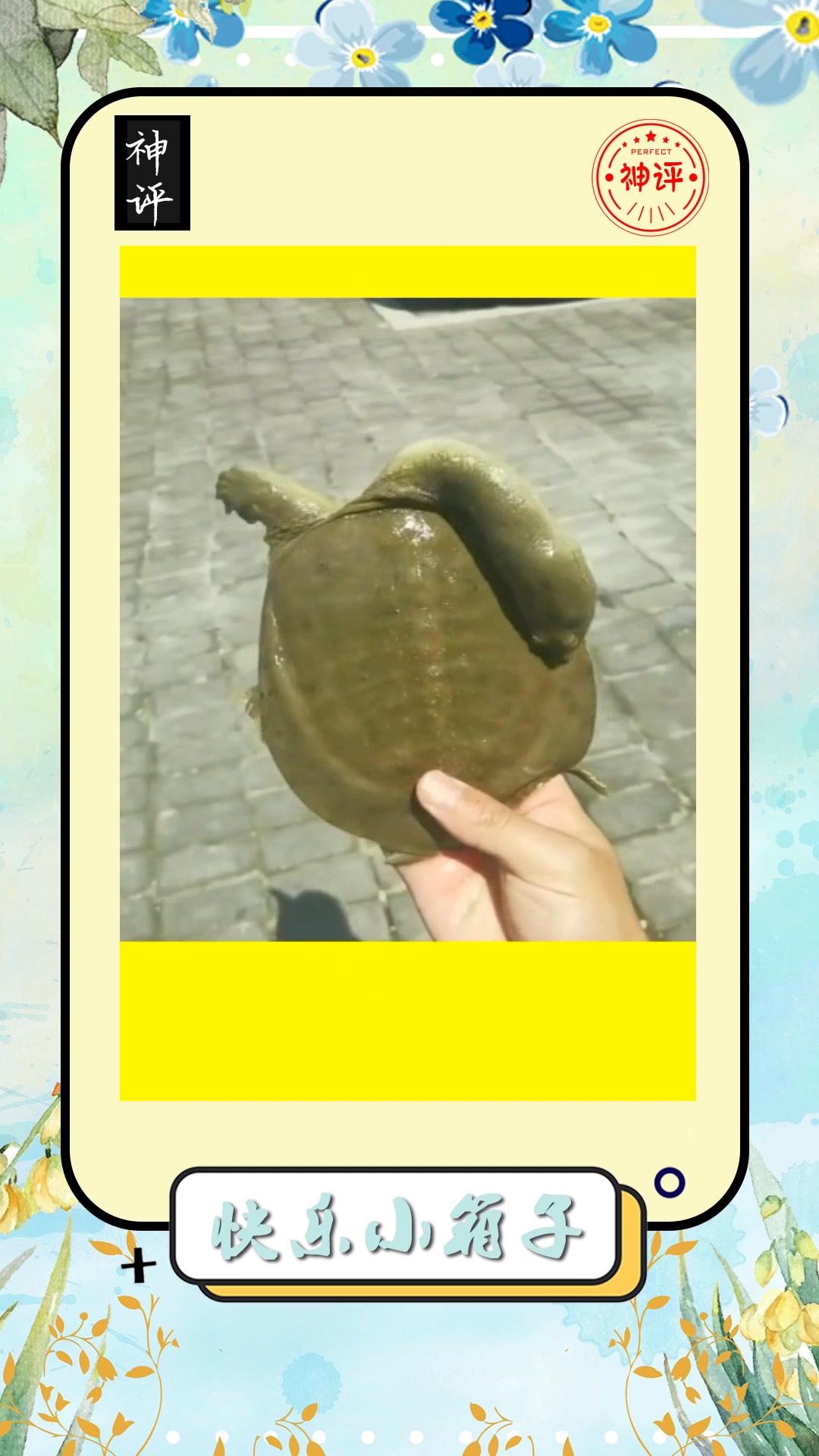 搞笑#老鳖怕是成精了脖子伸那老长还想咬人呢