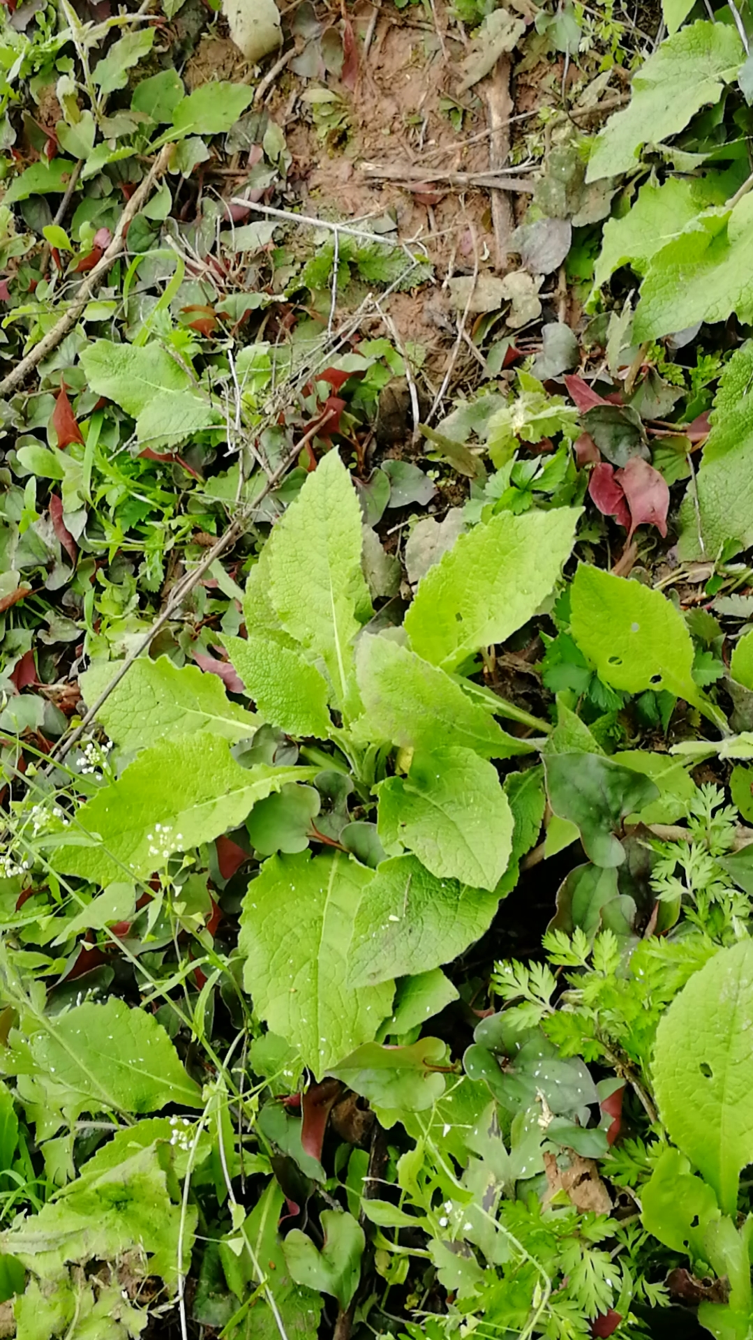 乡村生活#满山坡的折儿根