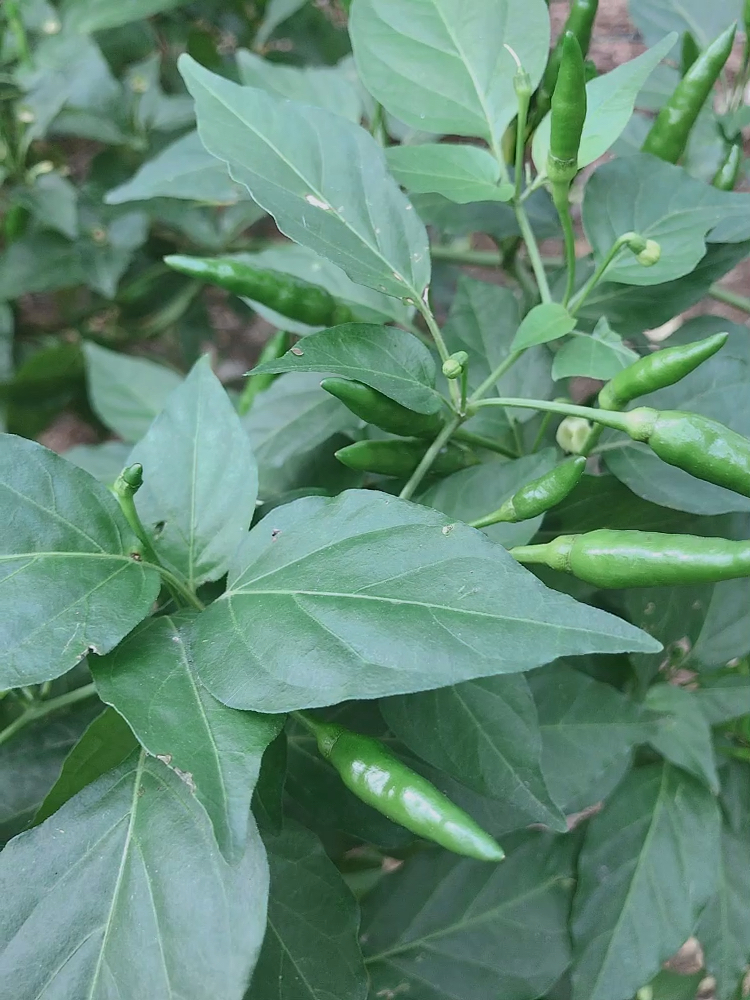 海南的野生辣椒,超辣