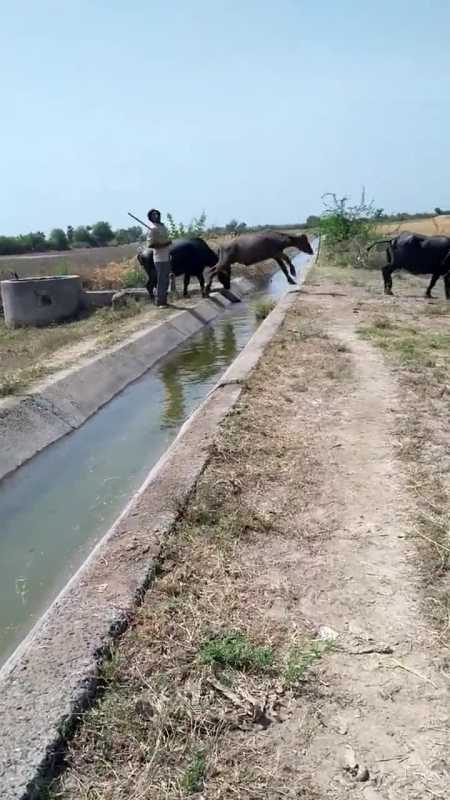 老外赶牛过河,肥胖的老牛在老外鞭子的压力下快速过河