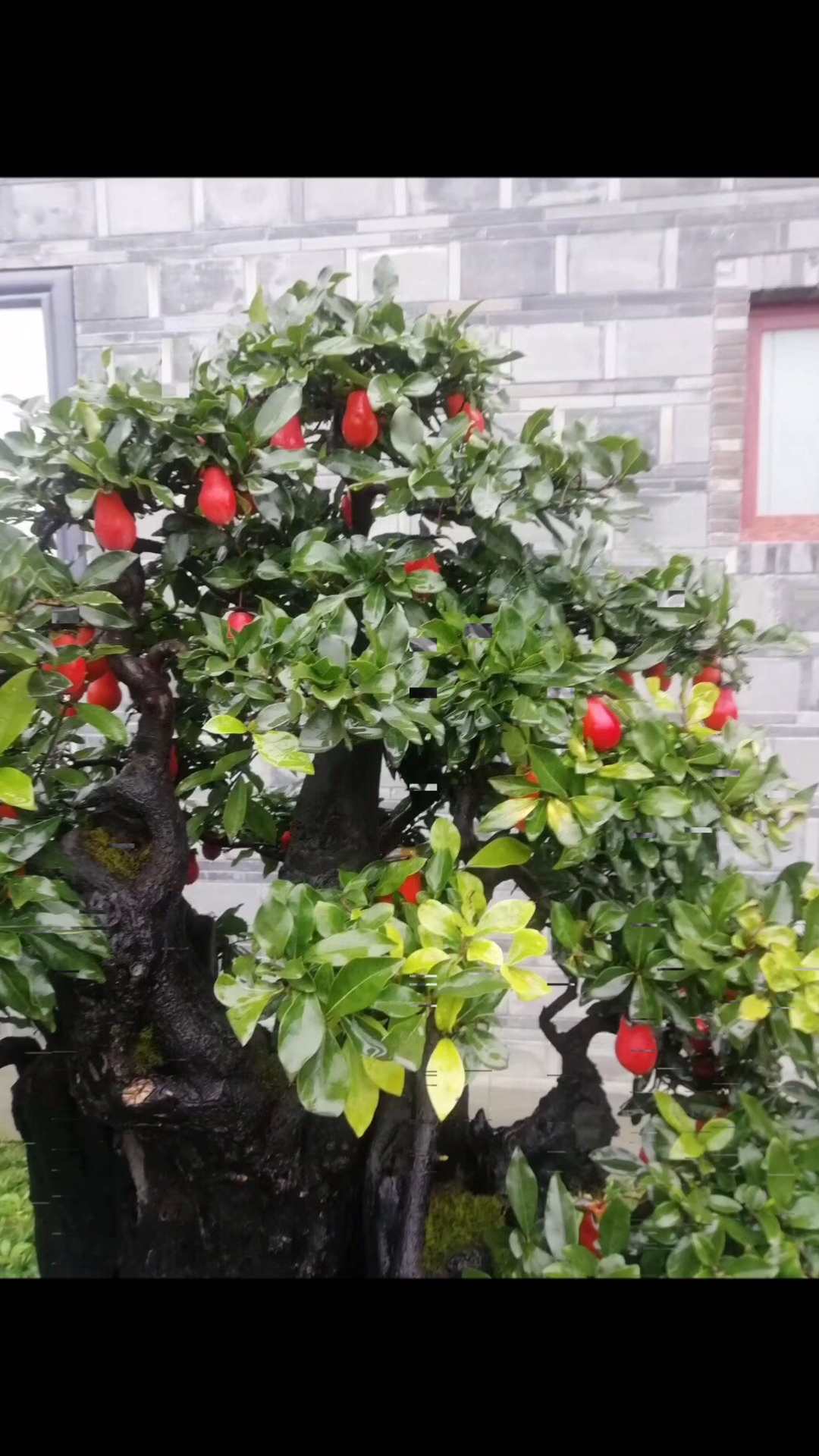 千奇百怪盆景桩#金弹子的品种果欣赏