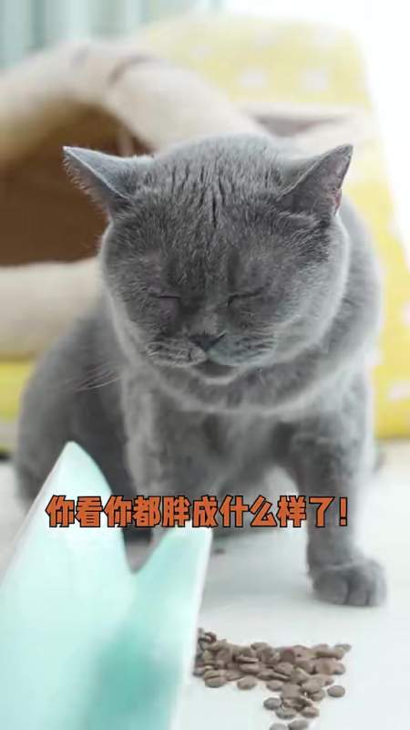 豹豹小歪兄弟反目,小歪设计教训豹豹,最后真相竟然是