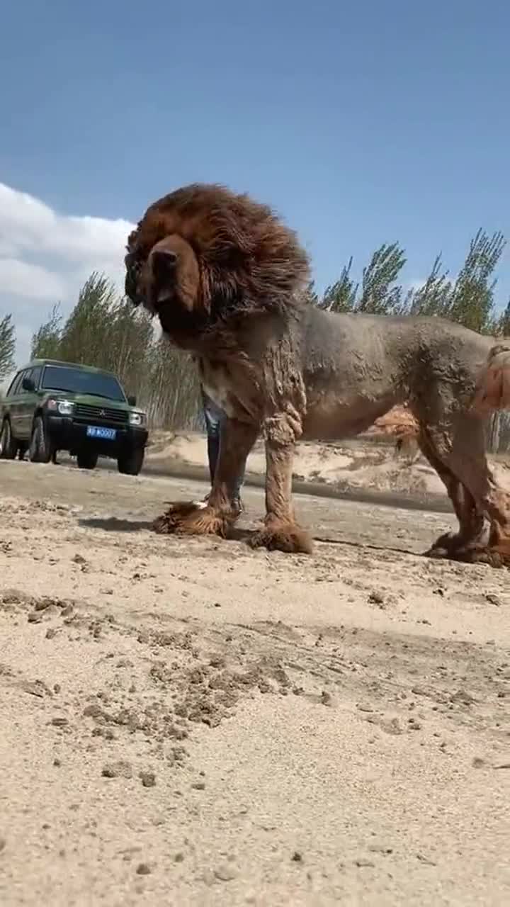 藏獒也难逃泰迪的命运,这下成了苦命相连的兄弟,太滑稽了!