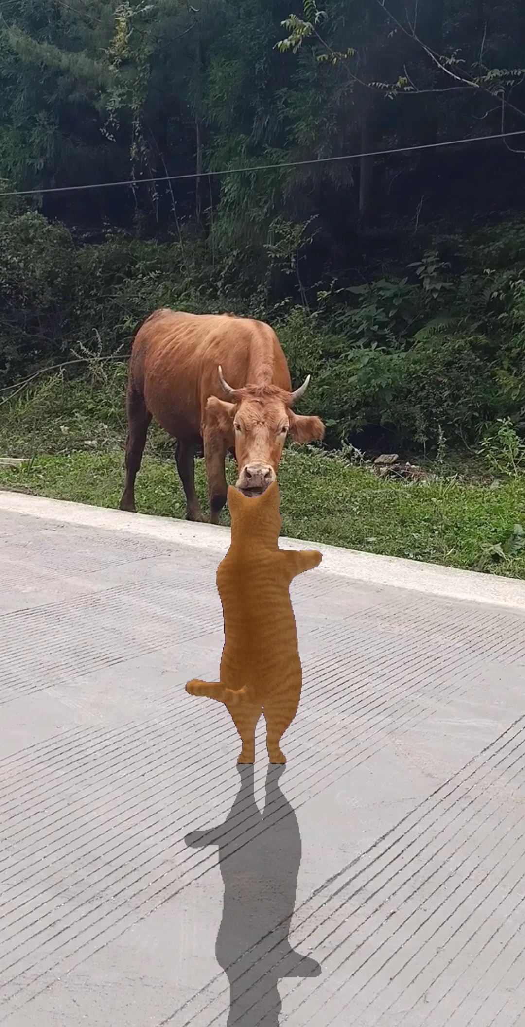 时尚舞蹈#对牛弹琴现代版,对牛跳舞!