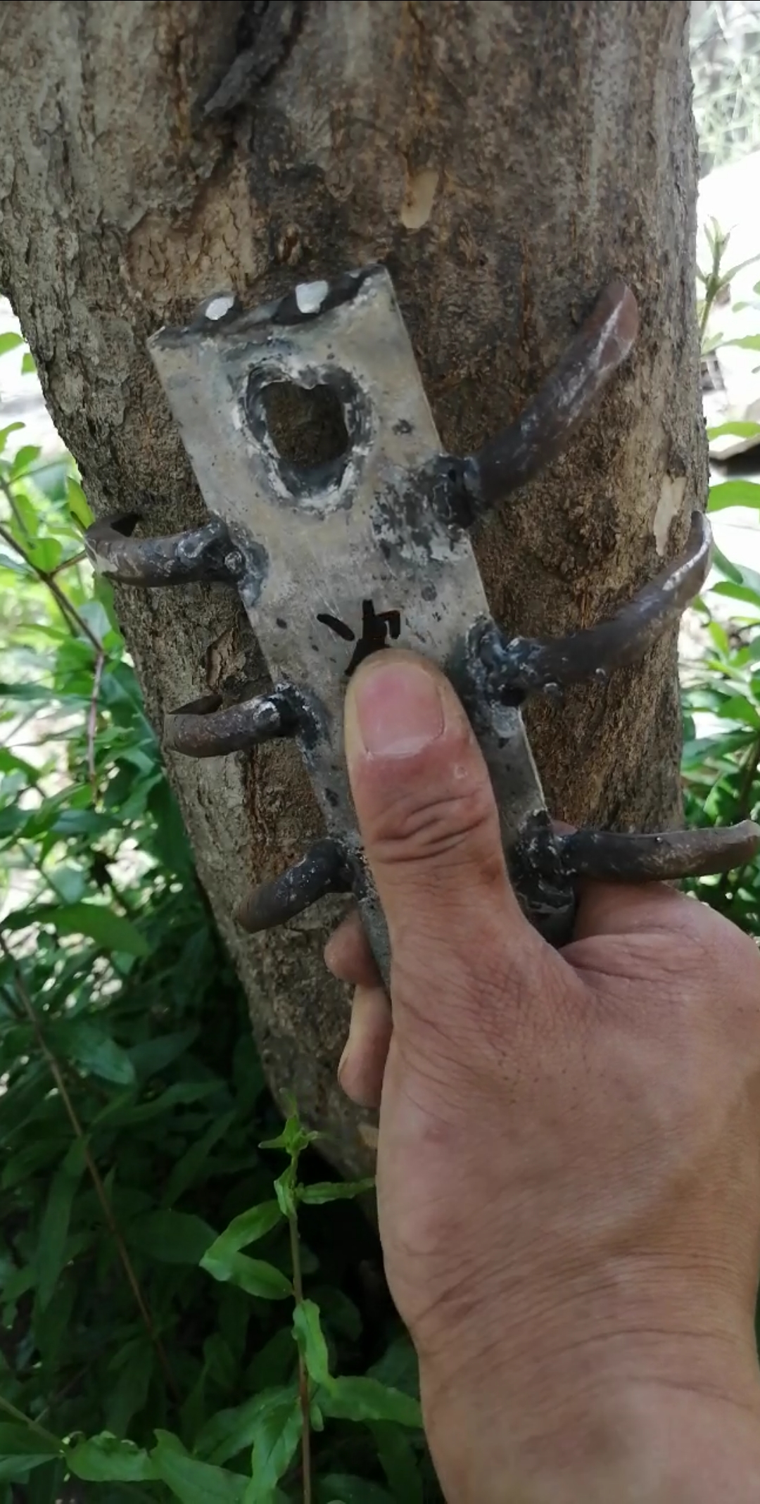 这个铁蜈蚣爬树太好用了