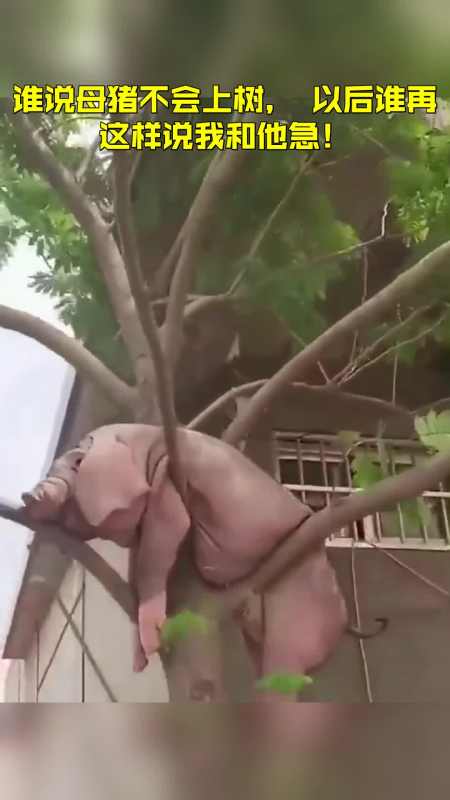谁说母猪不会上树,以后谁再这样说我和他急!