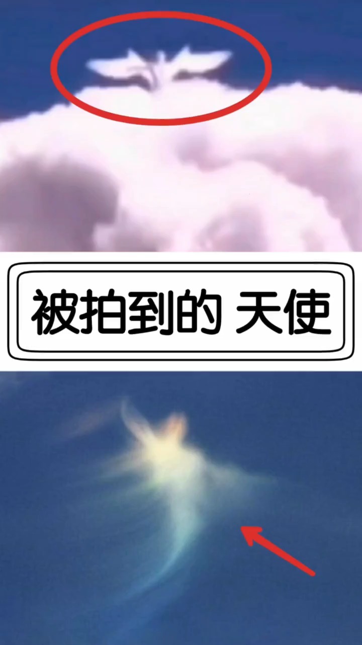 奇闻趣事抢先看#被拍到的天使