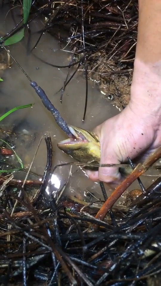 抓鳝鱼要有耐心,上大货