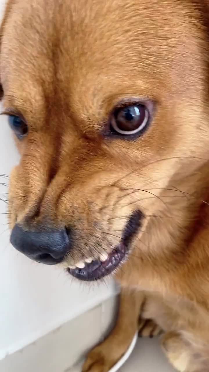 我家萌宠成精了#快说你昨天到底去了哪里